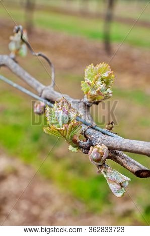 Grape Bud New Growth Clusters Close Up Trellising On Grapevine