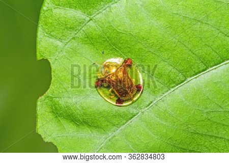 Golden Tortoise Beetle  On Green Leaf On Green Leaf
