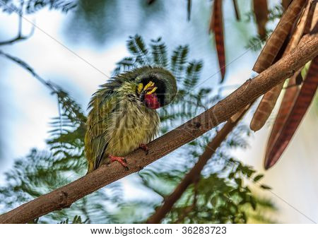 Hermoso pájaro pequeño calderero Barbet encaramado rama Scratchin