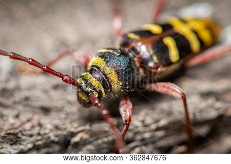 A Beautiful Longhorn Beetle (plagionotus Detritus, Cerambycidae) Sitting On Wood, Vienna (austria)
