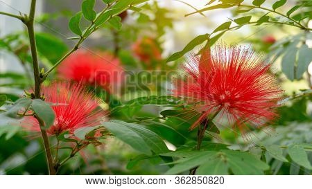 Bunches Of Fluffy Petals Of Pink Red Powder Puff Flowering Plant, Known As Red Head  Powder Puff In 