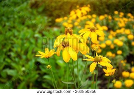 Beautiful Bunches Of Yellow Petals Of Sunchoke Flowering Plant Or Know As Artichoke Or Earth Apple A