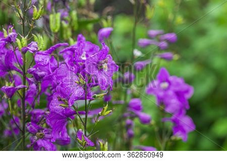Delphinium Elatum, Delphinium Menziesii. Purple Flowers Blooming In The Meadow On A Green Grass Back