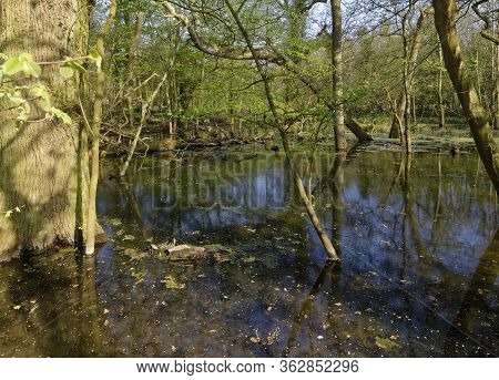 Flooded Beech Woodland In Spring, Derry Hill, Chippenham; Wiltshire; Uk