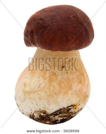 บิ๊ก Boletus Edulis แยกต่างหากบนพื้นสีขาว