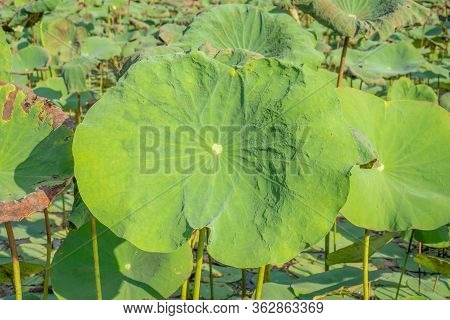 Big Green Leaves Of Lotus Flower Plant Blossom In A Pond And Natural Landscape