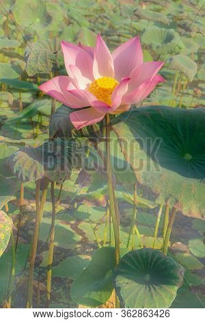 Beautiful Pink Petals Of Lotus Flower Plant Blooming Under Orange Light On Green Leaves, Mist Or Fog