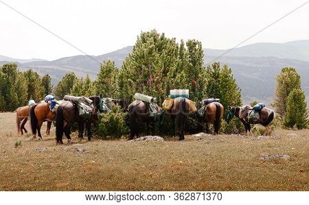 Horses With Saddlebags And Travel Mats Standing At Halt