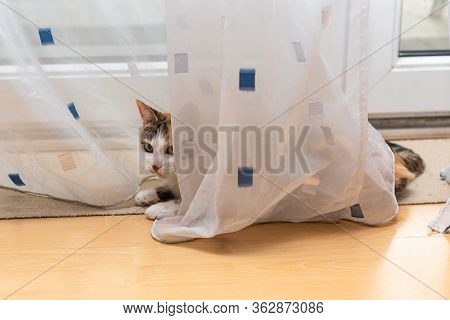 Tricolor Cat Lies In White Curtains Near Window