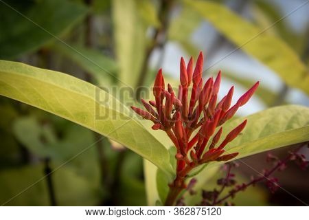 Beautiful View Of Ixora Coccinea Flowering Plant. Also Known As Jungle Geranium, Flame Of The Woods 