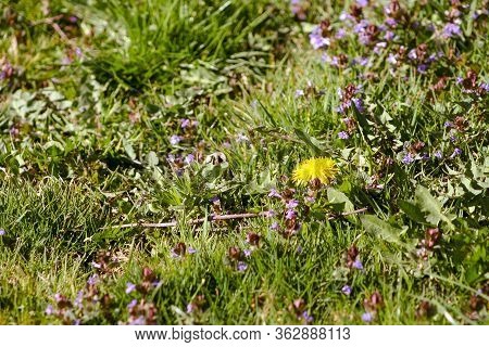 Closeup Of A Bright Yellow Blooming Sow Thistle (sonchus Oleraceus) On Green Grass Background