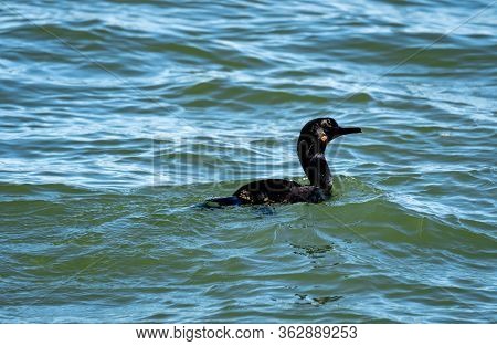 Double-crested Cormorant Is A Member Of The Cormorant Family Of Seabirds
