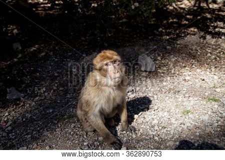 Wild Monkeys In The Forest On Trees, Forest Of Monkeys