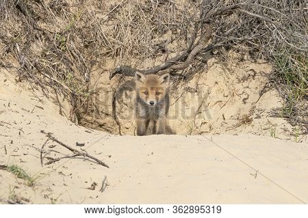 Little Red Fox (vulpes Vulpes) Near Burrow. Newborn Red Fox Cub In Nature On A Springday In The Dutc
