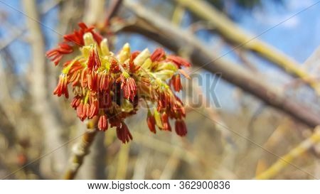 Spring. Ash Blossom. Flowers On Ash Branch, Macro With Bokeh Background, Selective Focus.