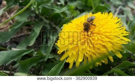 Spring Flowers. Dandelion Ordinary. Bee On Bright Yellow Flower Closeup.