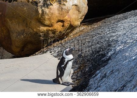 A Single African Penguin Stay After Swimming At A Rock To Go Dry, Boulders Beach, Simonstown, South 
