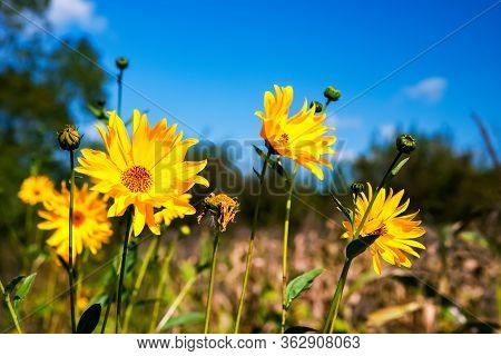Gaillardia Aristata Is A Perennial Plant That Is Particularly Attractive, Ideal For The Summer Garde