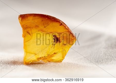 Amazing Piece Of Baltic Amber With A Prehistoric Insect - Flies Frozen In It.