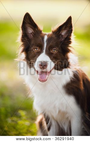 glÃ¼cklich braune Hund Bordercollie