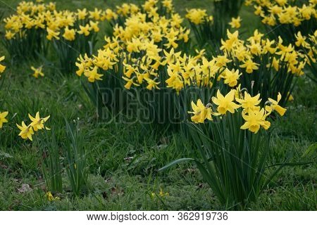 Yellow Narcissus On A Green Grass Background-decoration Of Spring Parks And Squares. Daffodils Used 