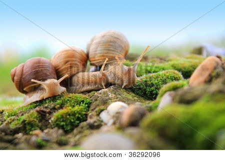 Schnecke