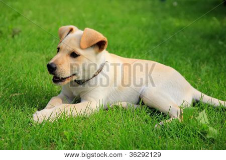 Hund hübsch