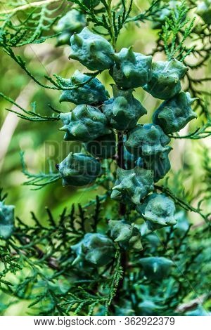 Fruits Of Thuja Tree. Close View Of Fruits Of Thuja.