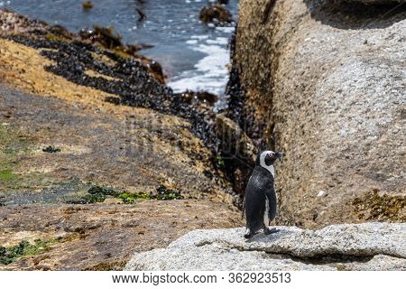 A Single African Penguin Stay On The Rock At Boulders Beach, Simonstown, South Africa