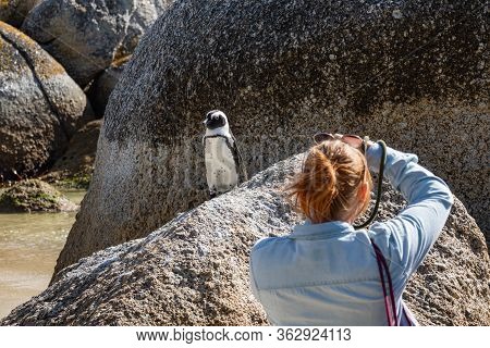 A Woman, Back View, Take Pictures From African Penguin On A Rock At Boulders Beach, Simonstown , Sou