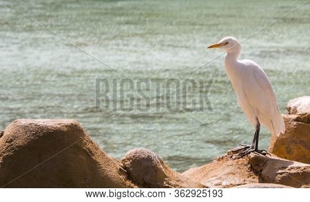 Bubulcus Ibis In Egypt Is Quite Easy To See.