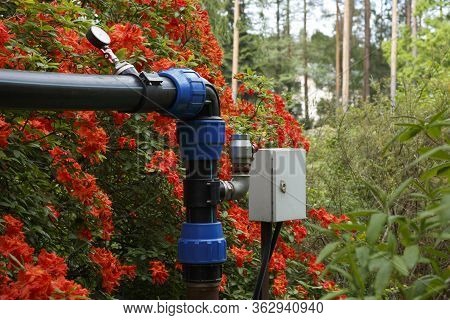 Big Azalea Or Rhododendron In Garden. Season Of Flowering Azaleas (rhododendron) At Botanical Garden
