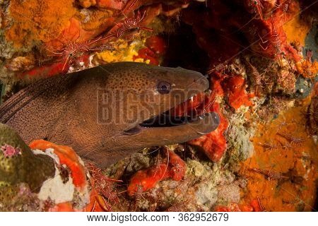 Giant Moray Eel at cleaning station with cleaner shrimps 