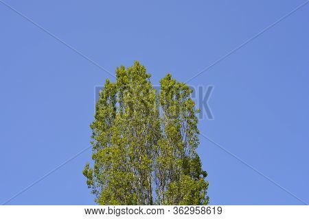 Lombardy Poplar - Latin Name - Populus  Var. Italica Nigraa
