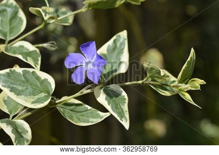 Lesser Periwinkle Variegata - Latin Name - Vinca Minor Variegata