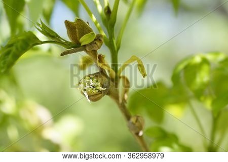Flowering Ash - Latin Name - Fraxinus Ornus