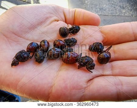 Edible Ant Traditional From Santander Region Of Colombia Called Hormiga Culona Which Literally Trans