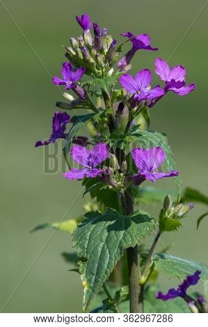 Honesty (lunaria Annua) Flower