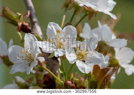 Cherry Blossom