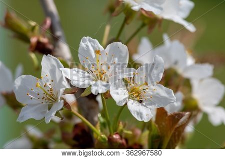 Cherry Blossom