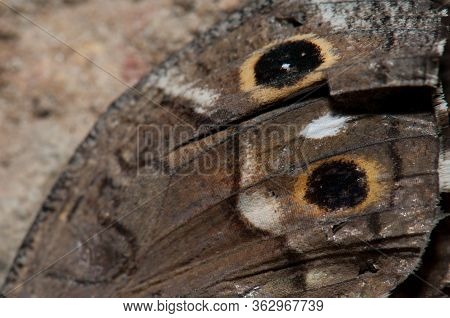 The Wing Detail Of A Dead Butterfly Canary Grayling.