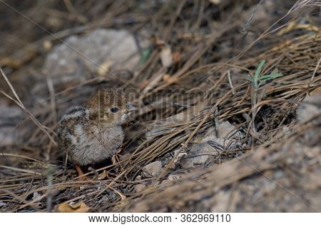Chick Of Red-legged Partridge In El Juncal Ravine.
