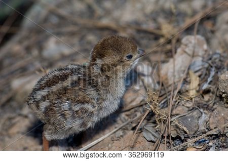 Chick Of Red-legged Partridge In El Juncal Ravine.