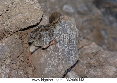 Chick Of Red-legged Partridge In El Juncal Ravine.