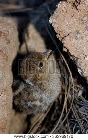 Chick Of Red-legged Partridge In El Juncal Ravine.