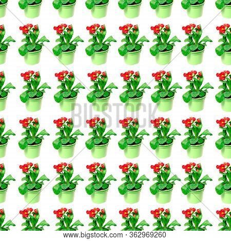 Seamless Pattern Of Flowers, Primula On A White Background. Pattern Of Primula. Texture, Layout Of P