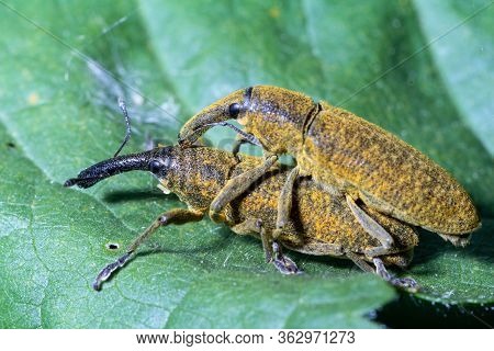 Lixus Pulverulentus Male And Female Mate Over A Leaf