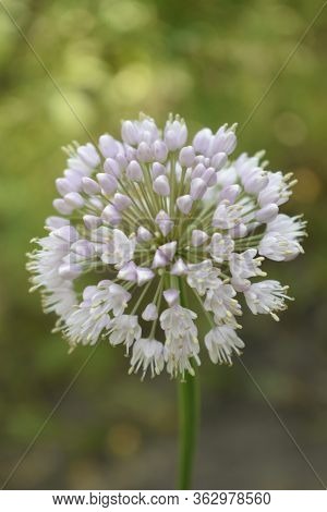 Allium Polyanthum Onions Inflorescence Having Seeds. Selective Focus On Blooming Onion Flower With N