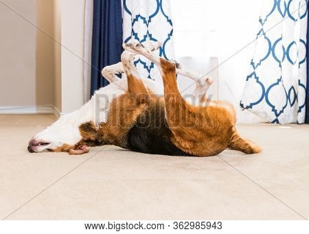 A Close Up View Of A Beagle Mix Hound With His Large Chest And Folded Limbs In The Air As He Dries H