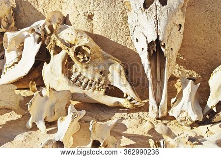 Close Up Image With Blurred Background Of Camel Skeleton Remains. Bones Of A Skull Of Camels. Tunisi